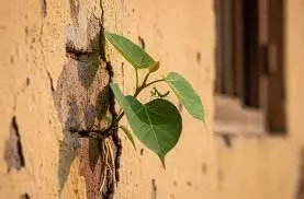 Peepal Tree: घर की दीवार पर पीपल के पेड़ का उगना देता है ये संकेत, जानें इसे हटाने के नियम Peepal Tree: घर की दीवार पर पीपल के पेड़ का उगना देता है ये संकेत, जानें इसे हटाने के नियम