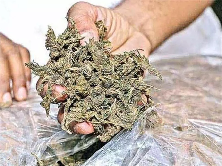 Bihar : पुलिस की बड़ी कार्रवाई, अवैध हथियार के साथ एक किलो गांजा बरामद Bihar : पुलिस की बड़ी कार्रवाई, अवैध हथियार के साथ एक किलो गांजा बरामद