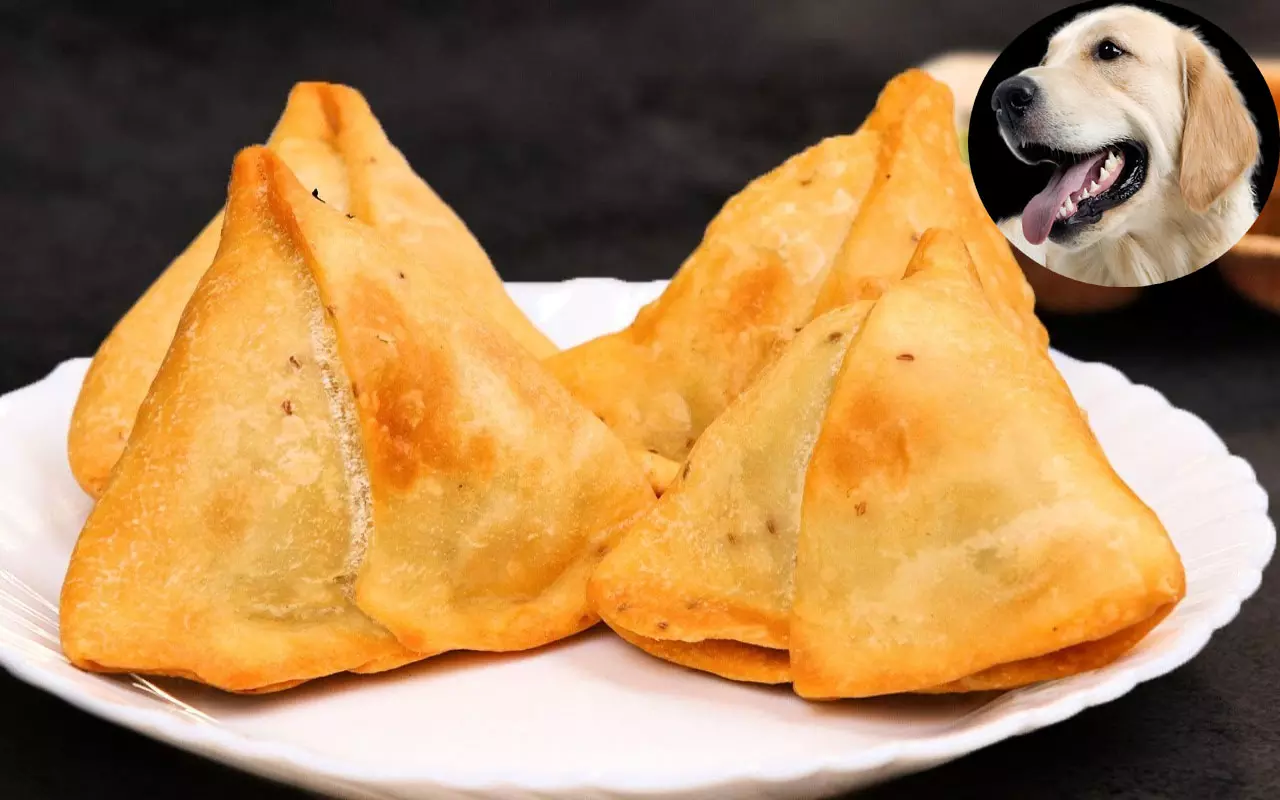 कुत्ते को समोसा खिलाने निकला मालिक, नाश्ता सेंटर में कटा बवाल कुत्ते को समोसा खिलाने निकला मालिक, नाश्ता सेंटर में कटा बवाल