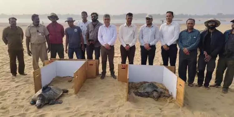 Odisha: दो और ओलिव रिडले कछुओं को सैटेलाइट टैग किया गया Odisha: दो और ओलिव रिडले कछुओं को सैटेलाइट टैग किया गया