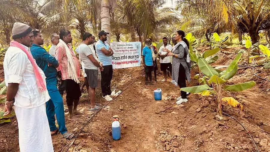 Magadi : जिले में केले में विल्ट रोग बढ़ा Magadi : जिले में केले में विल्ट रोग बढ़ा