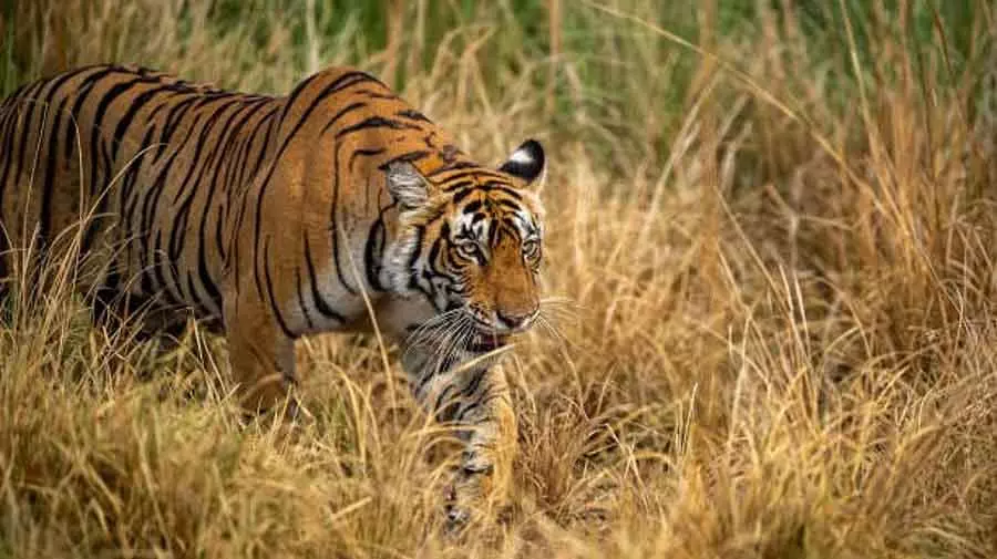 Rajasthan के रामगढ़ विषधारी टाइगर रिजर्व में छोड़ी गई बाघिन Rajasthan के रामगढ़ विषधारी टाइगर रिजर्व में छोड़ी गई बाघिन