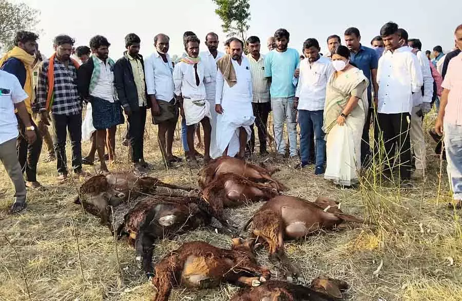 Karnataka : ज़हरीला पानी पीने से 50 से ज़्यादा भेड़ों की मौत Karnataka : ज़हरीला पानी पीने से 50 से ज़्यादा भेड़ों की मौत
