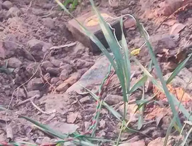 CG BREAKING: नक्सलियों की IED बम ब्लास्ट की साजिश नाकाम CG BREAKING: नक्सलियों की IED बम ब्लास्ट की साजिश नाकाम