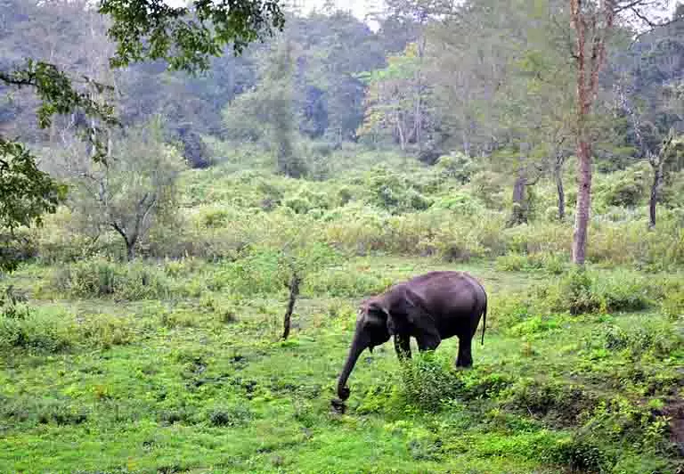 Jharkhand में जंगली हाथी ने किसान को कुचला, खेत में हुई मौत Jharkhand में जंगली हाथी ने किसान को कुचला, खेत में हुई मौत