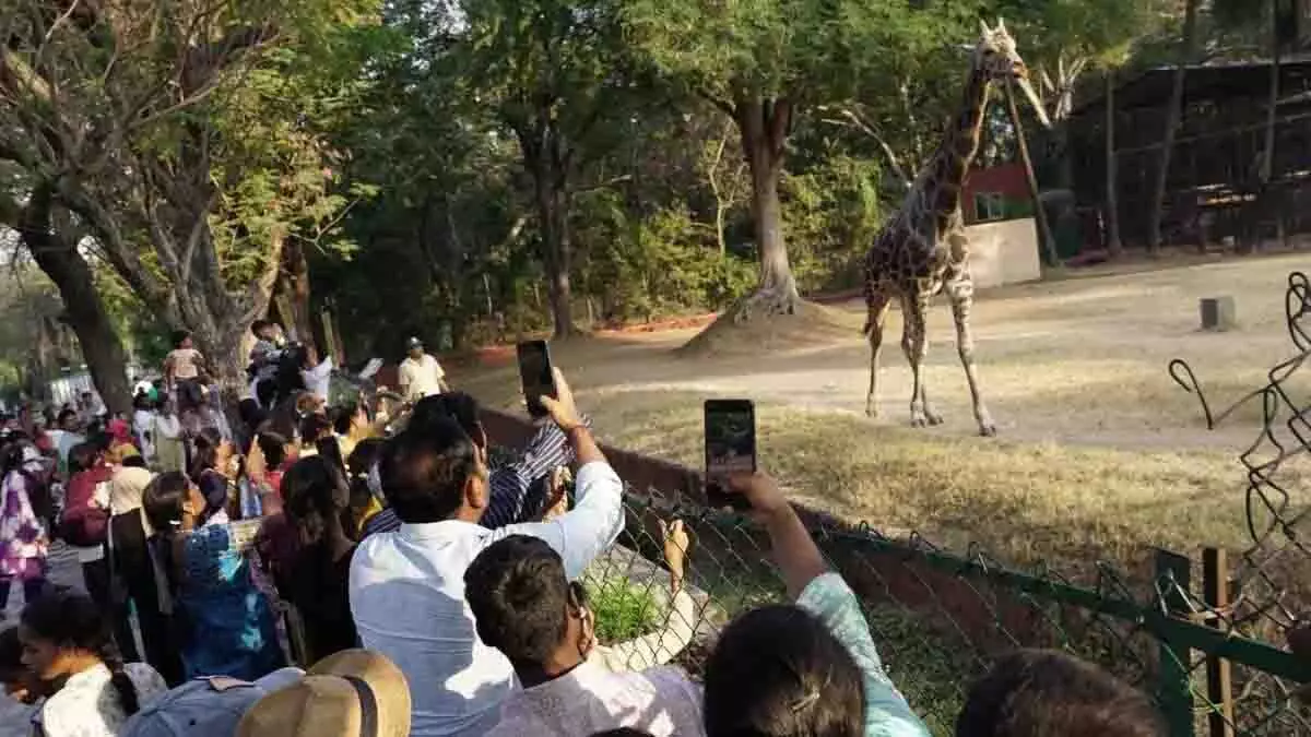 क्रिसमस की छुट्टियों के दौरान Hyderabad चिड़ियाघर में 1 लाख से ज़्यादा लोग आए क्रिसमस की छुट्टियों के दौरान Hyderabad चिड़ियाघर में 1 लाख से ज़्यादा लोग आए