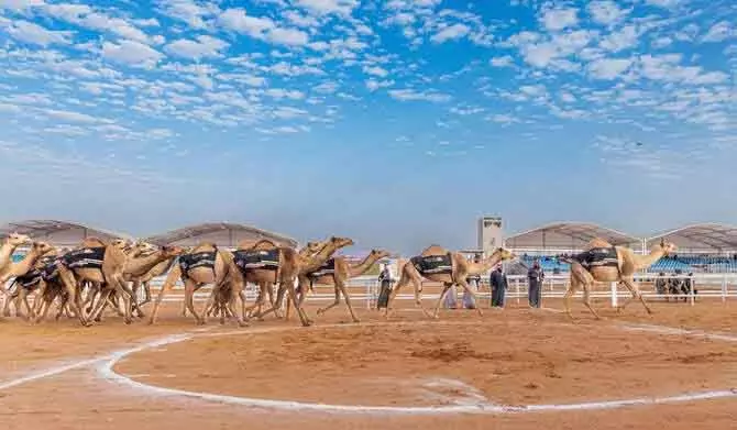 10वां कैमल फेस्टिवल: Saudi Arabia के ऊंटों और संस्कृति ने दुनिया को लुभाया 10वां कैमल फेस्टिवल: Saudi Arabia के ऊंटों और संस्कृति ने दुनिया को लुभाया