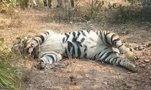 MP News: जंगल में बाघ का शव मिलने से सनसनी, जांच में जुटा वन विभाग MP News: जंगल में बाघ का शव मिलने से सनसनी, जांच में जुटा वन विभाग