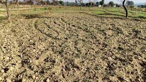 Rabi season के बीच लंबे समय तक सूखे से हिमाचल के किसान चिंतित
