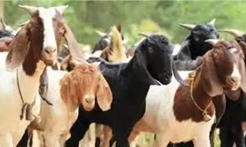 Madhya Pradesh: बकरी चोरी की वारदात , दो लाख का नुकसान