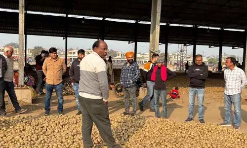 Ambala इलाके के आलू किसानों में चिंता क्यों बढ़ रही