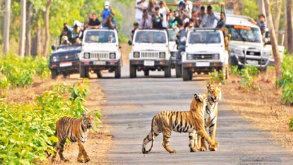 Umaria: टाइगर रिज़र्व में देसी-विदेशी पर्यटकों की जबरदस्त आमद