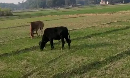 Gorakhpur: किसानों की मेहनत पर छुट्टा पशुओं का कहर Gorakhpur: किसानों की मेहनत पर छुट्टा पशुओं का कहर