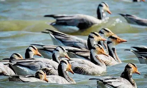 Christmas वेकेशन का बैकग्राउंड: गडग के पास मगदी बर्ड सैंक्चुअरी में हर दिन 1000 टूरिस्ट आते है Christmas वेकेशन का बैकग्राउंड: गडग के पास मगदी बर्ड सैंक्चुअरी में हर दिन 1000 टूरिस्ट आते है
