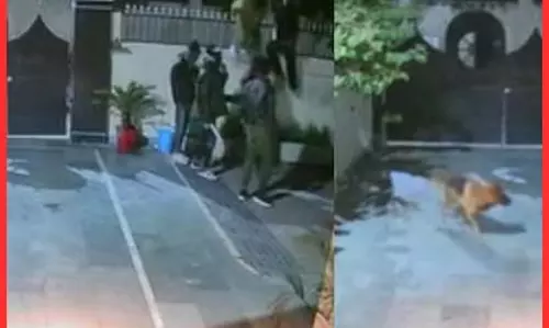 कुत्तों को उलझाया...चोरों ने डकैती के लिए ऐसा आईडिया अपनाया कुत्तों को उलझाया...चोरों ने डकैती के लिए ऐसा आईडिया अपनाया