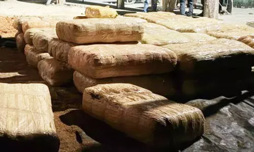 नारियल भूसी से 6 करोड़ का गांजा जब्त, ट्रक में सवार तस्करों से पूछताछ जारी नारियल भूसी से 6 करोड़ का गांजा जब्त, ट्रक में सवार तस्करों से पूछताछ जारी