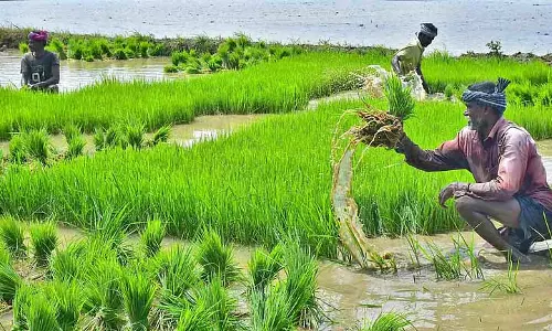 Tamil Nadu: एक्सपर्ट्स ने कहा कि सांबा की खेती के लिए ग्राउंडवाटर का इस्तेमाल करें