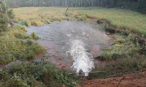 Sirsi : कटाई के बाद धान की फसल नष्ट हो गई Sirsi : कटाई के बाद धान की फसल नष्ट हो गई