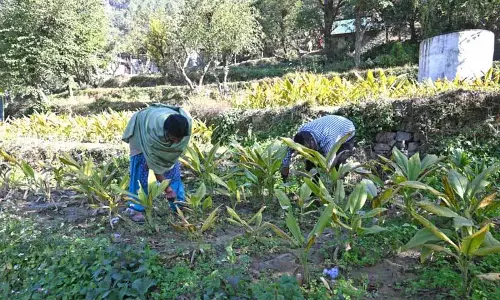 Himachal: मक्का से लेकर हल्दी तक, प्राकृतिक खेती से किसानों की आय बढ़ी Himachal: मक्का से लेकर हल्दी तक, प्राकृतिक खेती से किसानों की आय बढ़ी