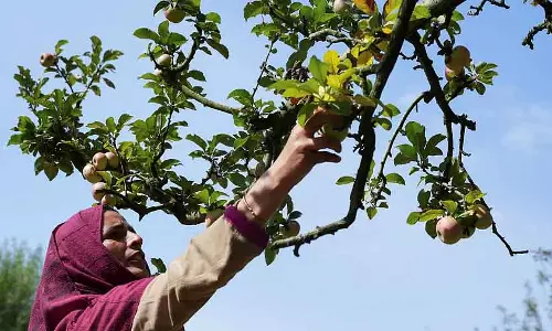 Kashmir में सेब के बाग में काम करने वाले मज़दूरों को पेस्टिसाइड के संपर्क में आने से सेहत को खतरा Kashmir में सेब के बाग में काम करने वाले मज़दूरों को पेस्टिसाइड के संपर्क में आने से सेहत को खतरा