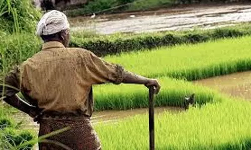 Barara: पारंपरिक खेती से हटकर जैविक खेती की ओर किसानों का रुझान Barara: पारंपरिक खेती से हटकर जैविक खेती की ओर किसानों का रुझान