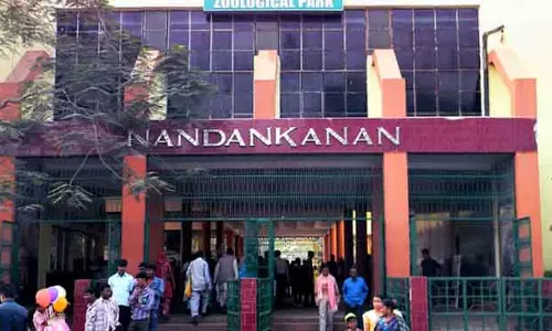 Nandankanan में बाघिन ने तीन बच्चों को जन्म दिया, एक बच गया Nandankanan में बाघिन ने तीन बच्चों को जन्म दिया, एक बच गया