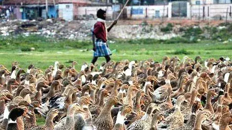 Alappuzha में बर्ड फ्लू का खतरा, थिरुवल्ला तालुक में पाबंदियां लागू