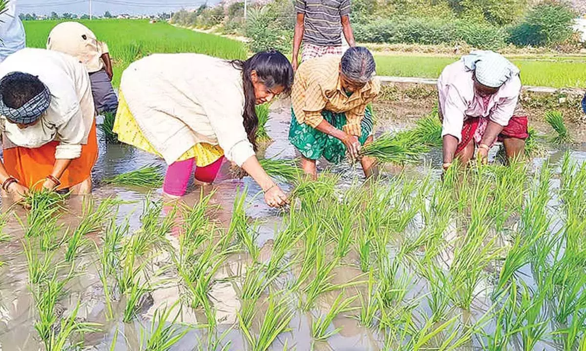 MLA श्रावणी ने सिंगनमाला में किसानों से बातचीत की MLA श्रावणी ने सिंगनमाला में किसानों से बातचीत की