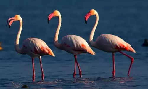 क्लाइमेट चेंज की वजह से चिल्का में माइग्रेटरी पक्षियों की संख्या में कमी आई है: Odisha minister क्लाइमेट चेंज की वजह से चिल्का में माइग्रेटरी पक्षियों की संख्या में कमी आई है: Odisha minister