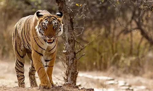 Midnapore में रॉयल बंगाल टाइगर्स देखे गए, सिर्फ़ प्रागैतिहासिक काल के नहीं