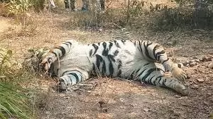 MP News: जंगल में बाघ का शव मिलने से सनसनी, जांच में जुटा वन विभाग MP News: जंगल में बाघ का शव मिलने से सनसनी, जांच में जुटा वन विभाग