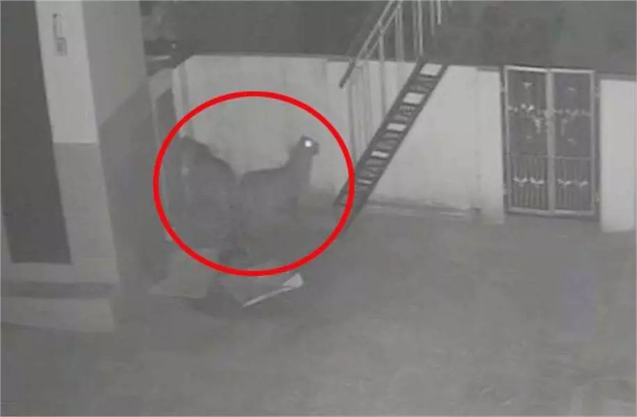 Himachal Pradesh: गांव भदरेट में 2 तेंदुओं का आतंक, ग्रामीणों में खौफ Himachal Pradesh: गांव भदरेट में 2 तेंदुओं का आतंक, ग्रामीणों में खौफ