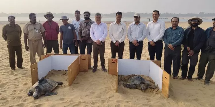 Odisha: दो और ओलिव रिडले कछुओं को सैटेलाइट टैग किया गया Odisha: दो और ओलिव रिडले कछुओं को सैटेलाइट टैग किया गया