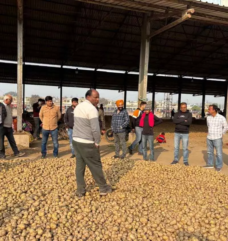 Ambala इलाके के आलू किसानों में चिंता क्यों बढ़ रही Ambala इलाके के आलू किसानों में चिंता क्यों बढ़ रही