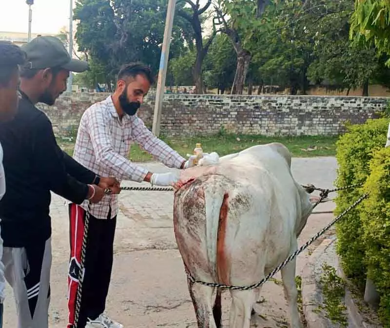 Ambala वंदे मातरम दल के स्वयंसेवक मसीहा बने Ambala वंदे मातरम दल के स्वयंसेवक मसीहा बने