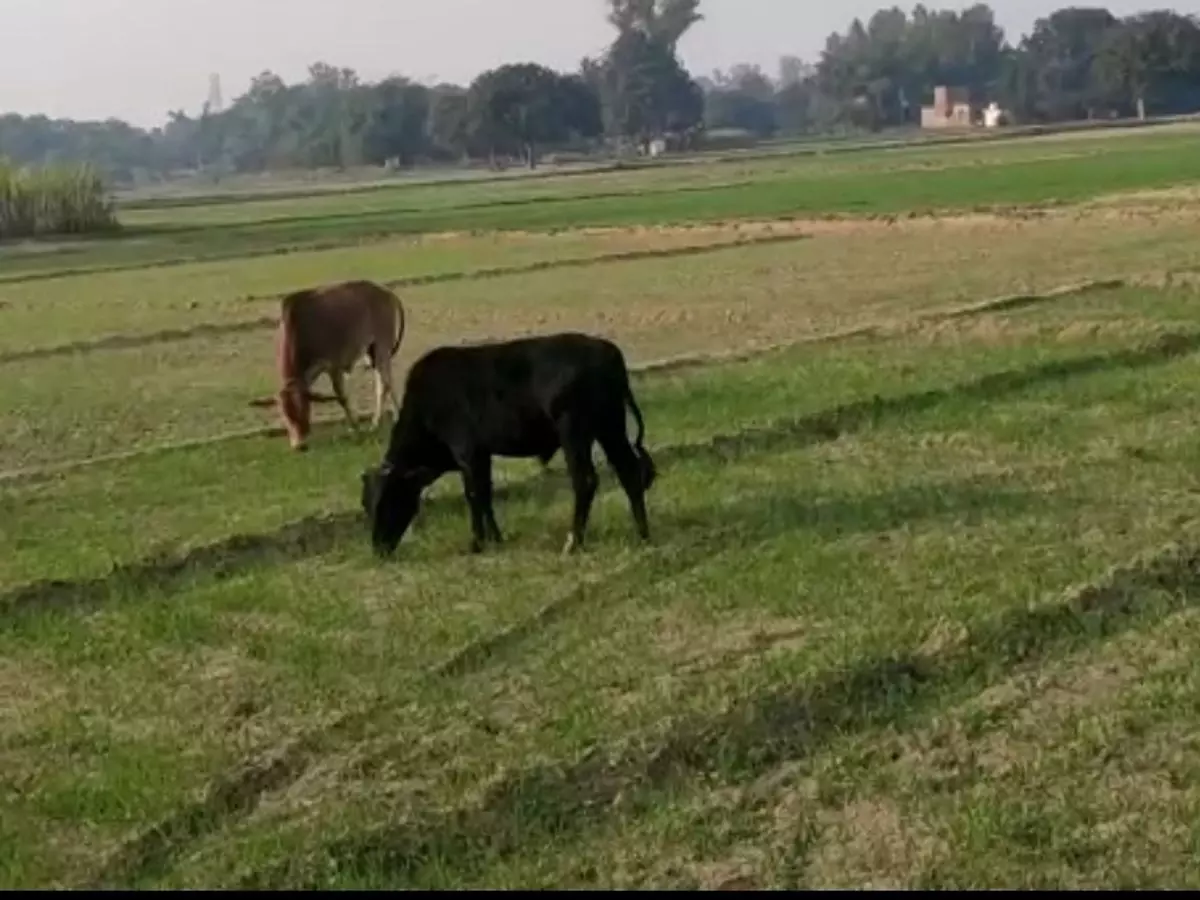 Gorakhpur: किसानों की मेहनत पर छुट्टा पशुओं का कहर Gorakhpur: किसानों की मेहनत पर छुट्टा पशुओं का कहर