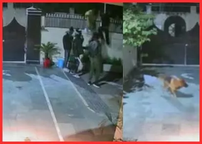 कुत्तों को उलझाया...चोरों ने डकैती के लिए ऐसा आईडिया अपनाया कुत्तों को उलझाया...चोरों ने डकैती के लिए ऐसा आईडिया अपनाया