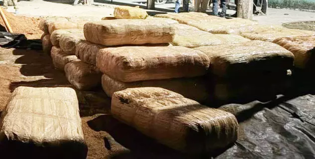 नारियल भूसी से 6 करोड़ का गांजा जब्त, ट्रक में सवार तस्करों से पूछताछ जारी नारियल भूसी से 6 करोड़ का गांजा जब्त, ट्रक में सवार तस्करों से पूछताछ जारी