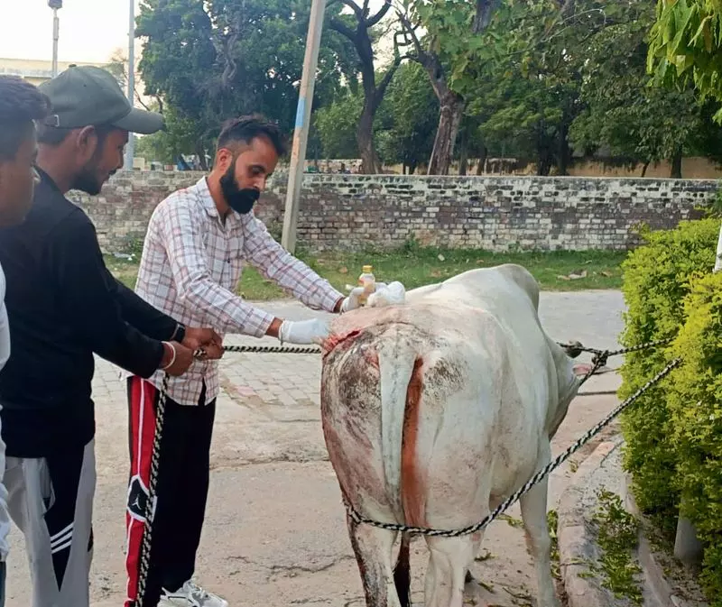 Haryana : वंदे मातरम दल के स्वयंसेवक मसीहा बने Haryana : वंदे मातरम दल के स्वयंसेवक मसीहा बने