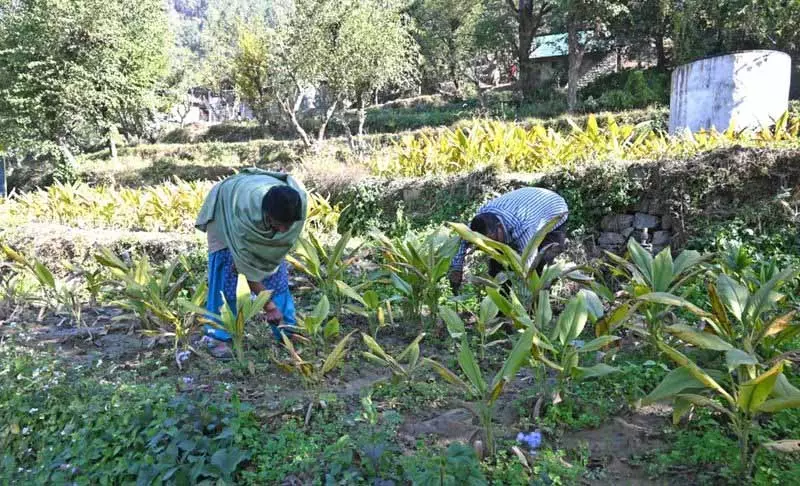 Himachal: मक्का से लेकर हल्दी तक, प्राकृतिक खेती से किसानों की आय बढ़ी Himachal: मक्का से लेकर हल्दी तक, प्राकृतिक खेती से किसानों की आय बढ़ी