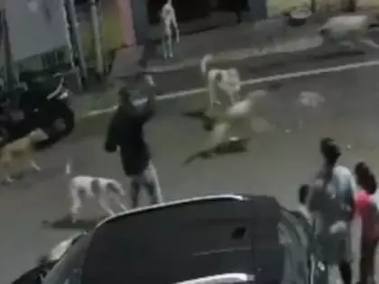 Belagavi में आवारा कुत्तों के हमले के दौरान पिता ने बहादुरी से परिवार को बचाया Belagavi में आवारा कुत्तों के हमले के दौरान पिता ने बहादुरी से परिवार को बचाया
