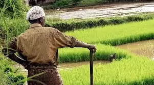 Barara: पारंपरिक खेती से हटकर जैविक खेती की ओर किसानों का रुझान Barara: पारंपरिक खेती से हटकर जैविक खेती की ओर किसानों का रुझान