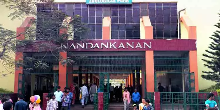 Nandankanan में बाघिन ने तीन बच्चों को जन्म दिया, एक बच गया Nandankanan में बाघिन ने तीन बच्चों को जन्म दिया, एक बच गया