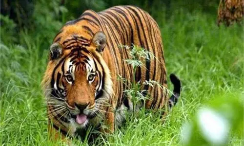 Bahraich:खेत में साग तोड़ रही महिला पर बाघ ने किया हमला,दहशत में लोग Bahraich:खेत में साग तोड़ रही महिला पर बाघ ने किया हमला,दहशत में लोग