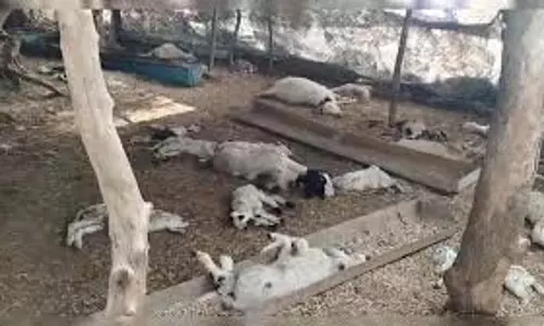 Lucknow: फूड पॉइजनिंग से 170 भेड़ों की मौत
