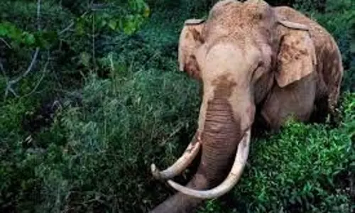 Jharkhand: जंगली हाथी ने सो रहे किसान को कुचला
