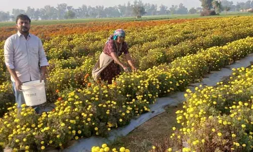 Sirsa के किसानों ने फूलों की खेती शुरू की, हर साल कमाए करीब 12 लाख रुपये Sirsa के किसानों ने फूलों की खेती शुरू की, हर साल कमाए करीब 12 लाख रुपये