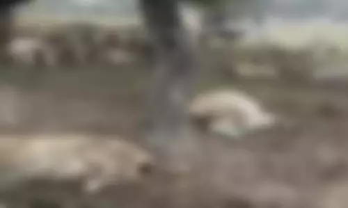 जांच शुरू...170 भेड़ों की कैसे हो गई मौत? मची है खलबली