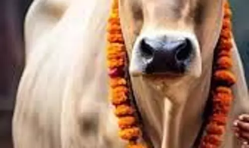 Garuda Purana: मृत्यु से पहले क्यों किया जाता है गौ दान? जानें क्या है कारण