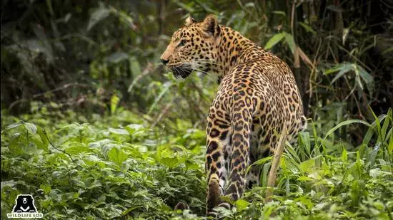 Forest dept विदेश से तेंदुए की बर्थ कंट्रोल दवा मंगाएगा Forest dept विदेश से तेंदुए की बर्थ कंट्रोल दवा मंगाएगा